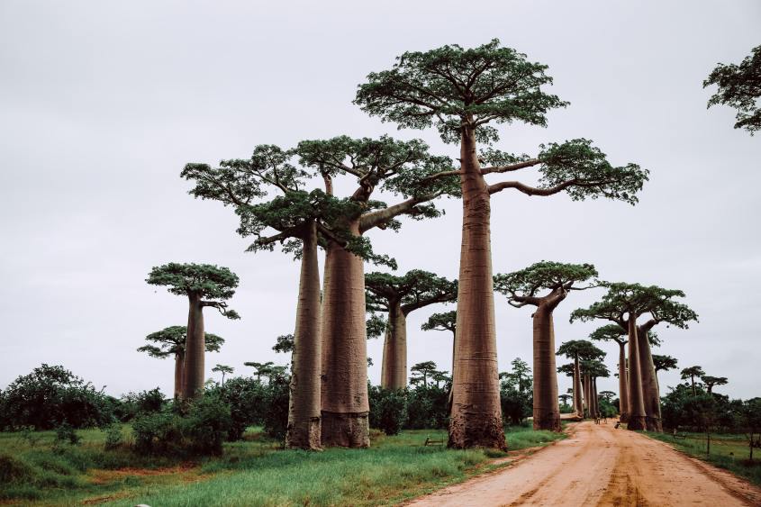 Madagascar - Avenue of the Baobabs